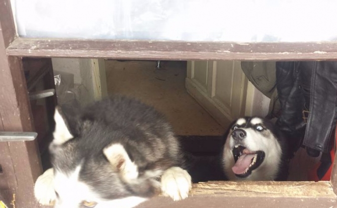 Help my dogs get home