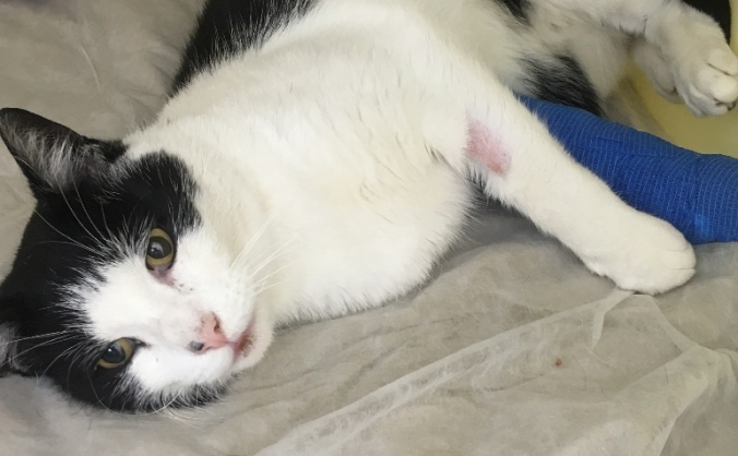 Help Huggis Home