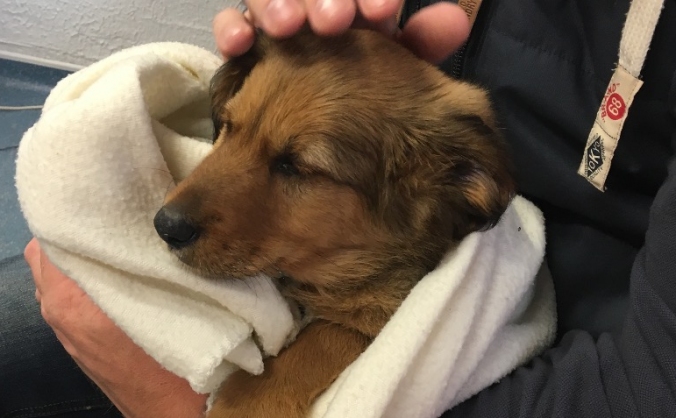 Enzo's Chance for life