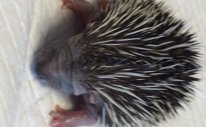 SWCC Hedgehog hospital