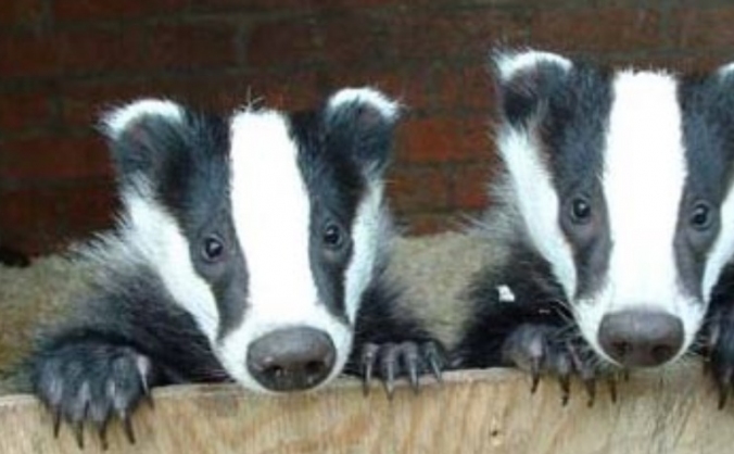 Help me get my moped on the road for the badgers