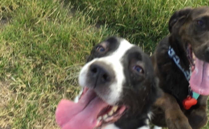 Dog Walk for Charity & Wedding