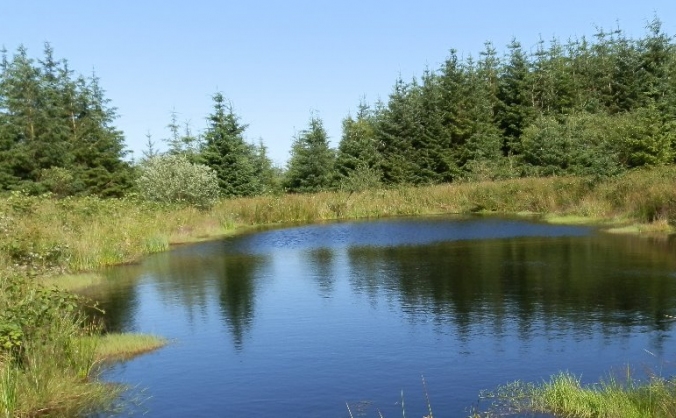 Save Coed Phoenix Nature Reserve