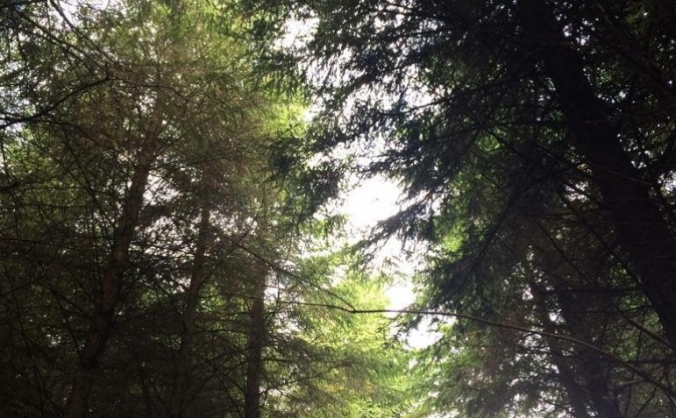 Protect Woodburn Forest and Reservoirs