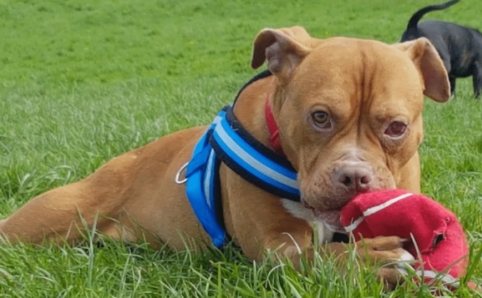 Aireworth Dogs in Need - Emergency Kennel Fund