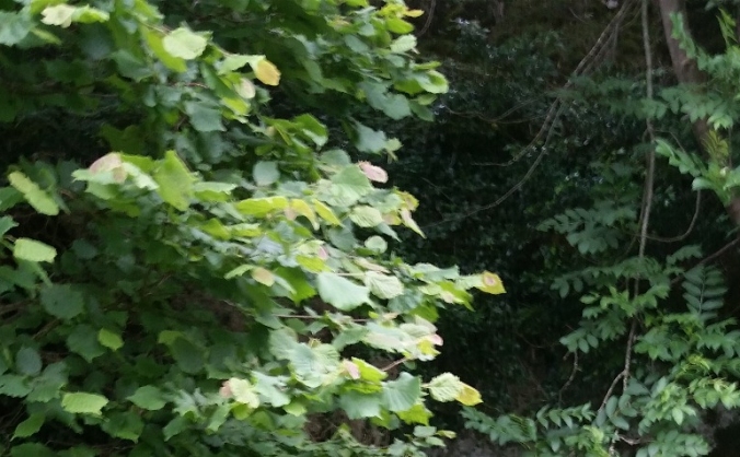 Plant a forest