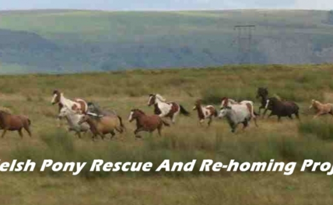 Welsh Ponies Re-homing Project