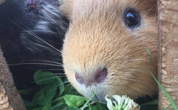 Support our Community Pets @ Growing Together