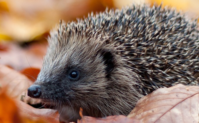 Nature Now - Enjoy & protect wildlife in Avon
