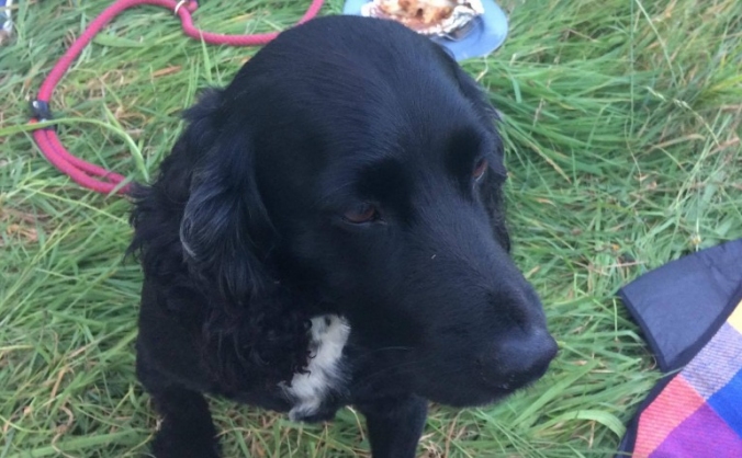 Save Monty the Dog