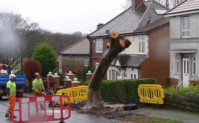 Sheffield Street Trees Legal Fund Continuation 3