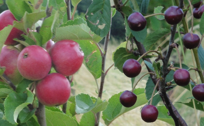 Growing Littleover Orchard