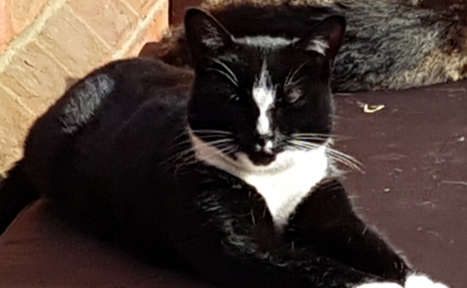 Cremation of most beloved pet cat Ziggy
