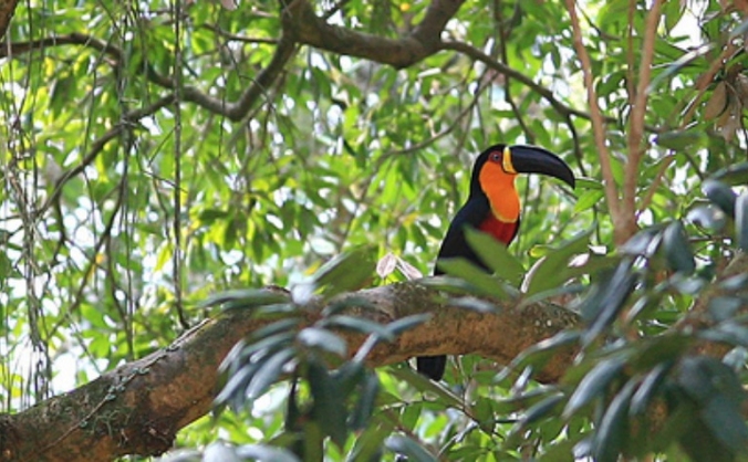 Volunteering in the Amazon Rain forest