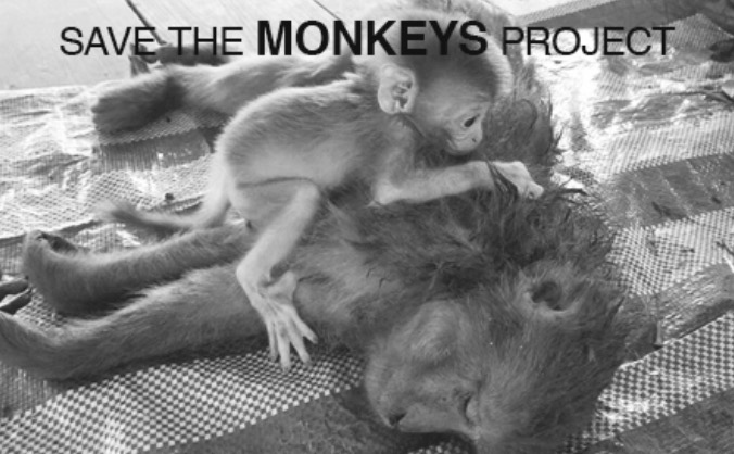 Save the monkeys!