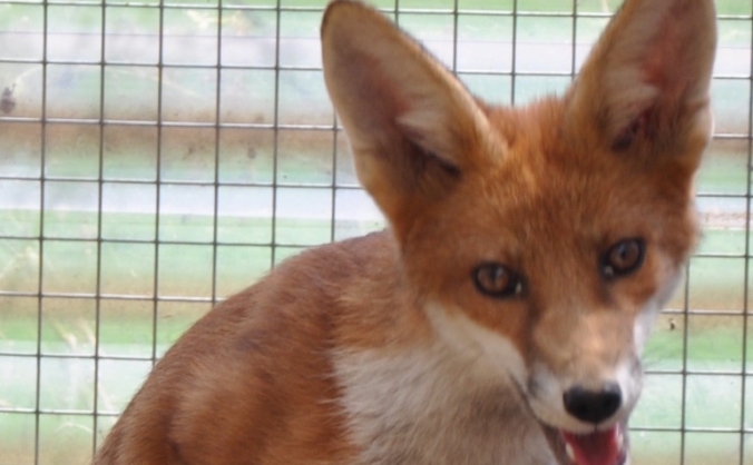 Hunt Monitors Support Fund