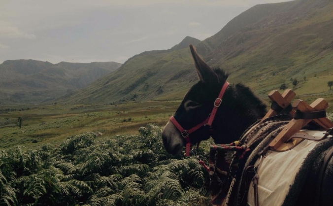 Snowdonia Donkeys