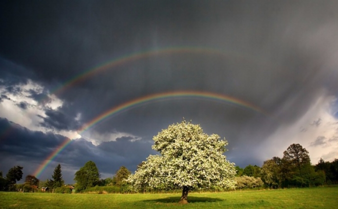 The Rainbow Tree Intuitive Healing