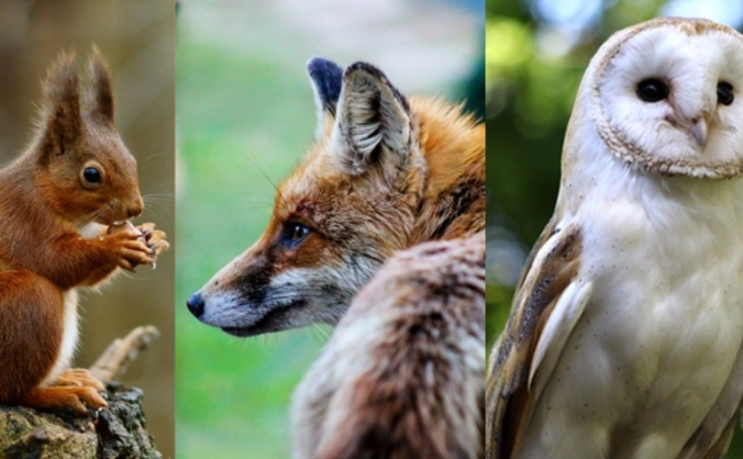Building a British & European Wildlife Reserve