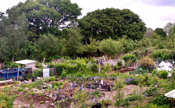 Tregarth Community Allotments