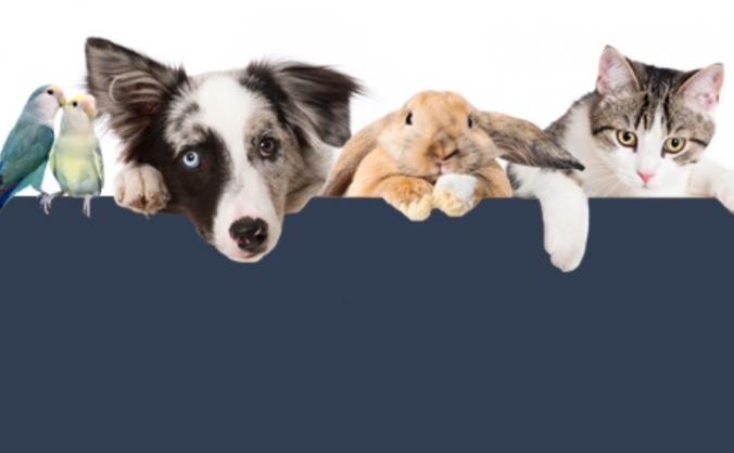 Refuge4Pets