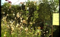 Pre-school allotment at Cafe Gallery, Southwark Park
