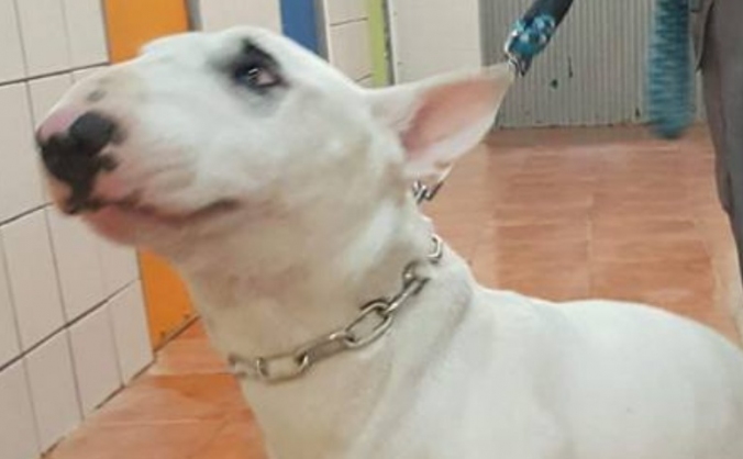 bring Pablo to uk from spain