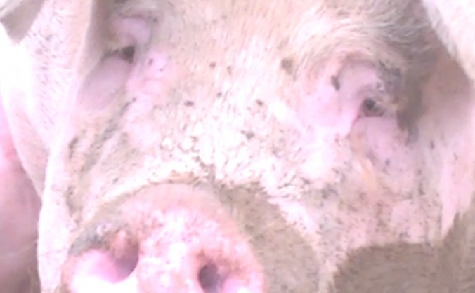 Send breedin pig to animal sanctuary not slaughter
