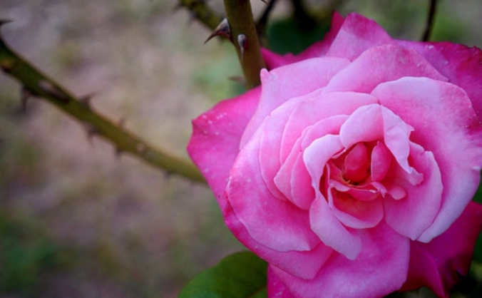 The Rose Between The Thorns