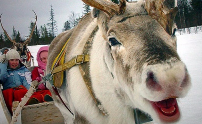 Reindeer on the Pier for the Family!!