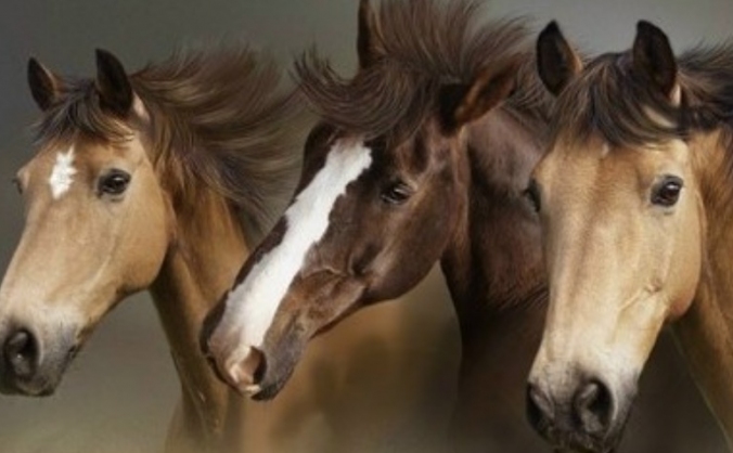 Ponyclubstore Expansion & Product Designs