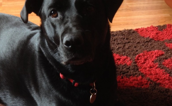 Cararact Operation for my dog