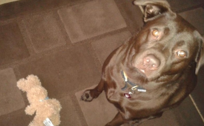 Molly's Life-saving Operation
