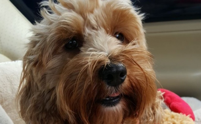 Mookies poorly
