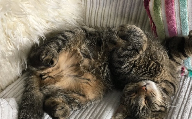 Allow Esme to pass away at home