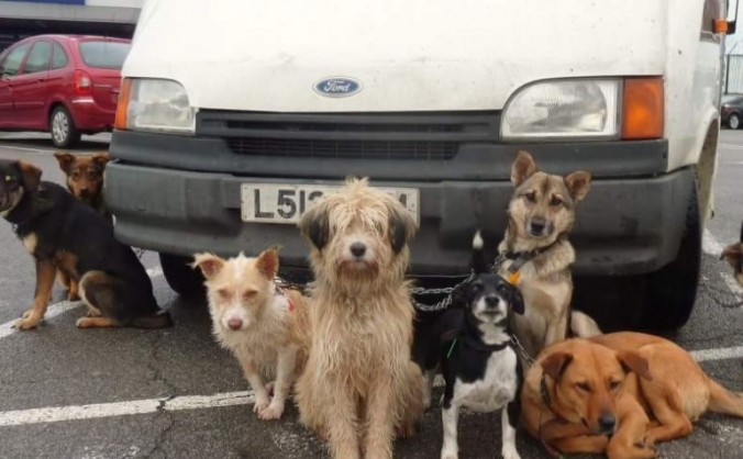 Bulgarian dog rescue mission
