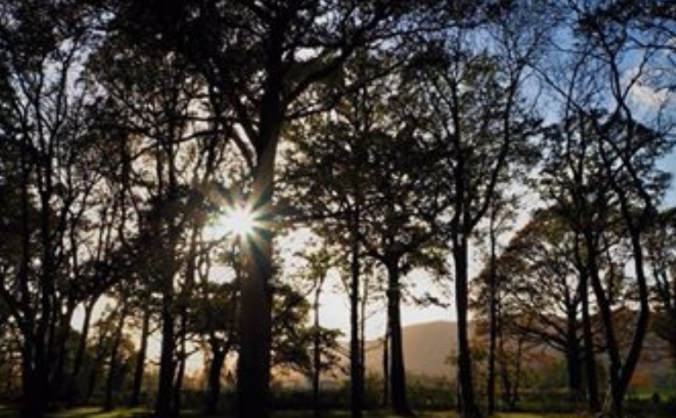 Save Langdale Wood