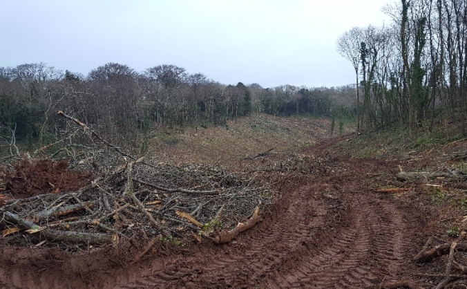 Replanting Churston Woods
