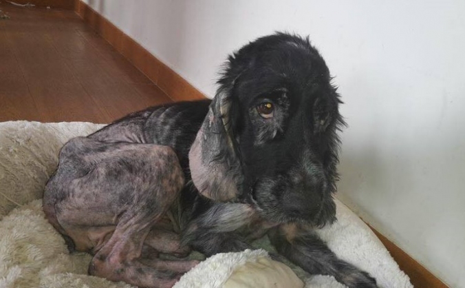 HELP SNOOP THE COCKER SPANIEL