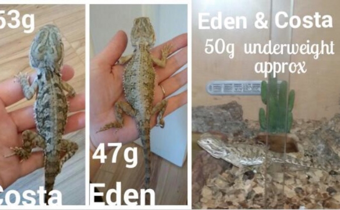 Help Eden and Costa