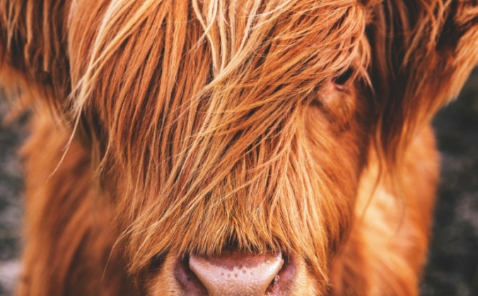 Carna Conservation Cows