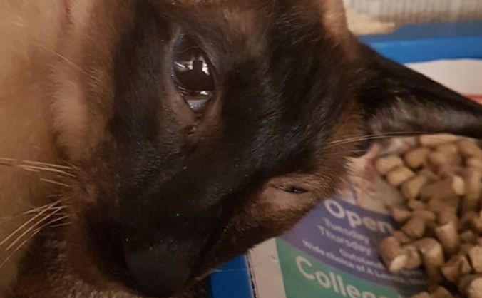 Vet Treatment For Little Beau-Beau