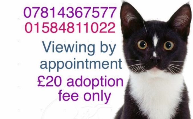 9 Lives Rescue