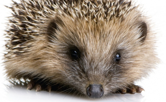 Supporting the hedgehogs in our care