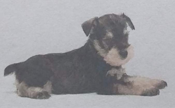 Mini Schnauzer for William
