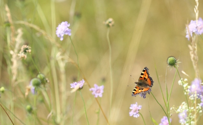 Are pesticides killing our butterflies?