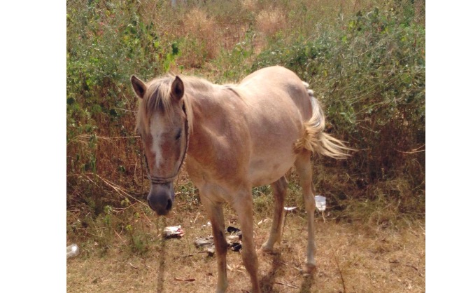 Provide Gambian horses with a water supply
