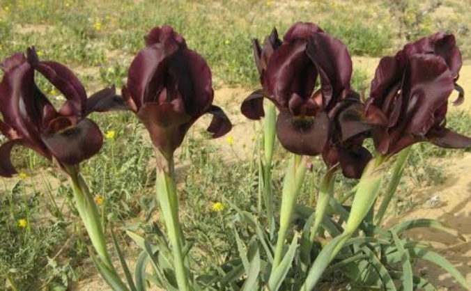 Plant Conservation Research Nursery
