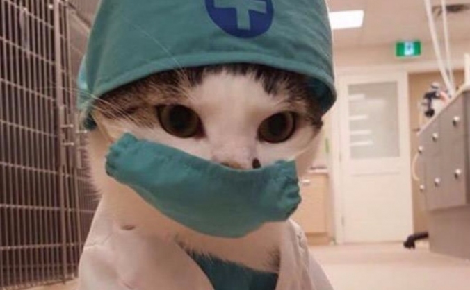 Help Jay With Cat