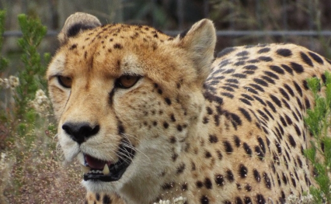 Hoo Cheetah Project